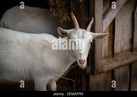 Capra dalle corna bianche si erge in una rustica stalla di legno, fieno da masticare accanto a una porta di stalla, con un'altra capra sfocata sullo sfondo scuro. Foto Stock