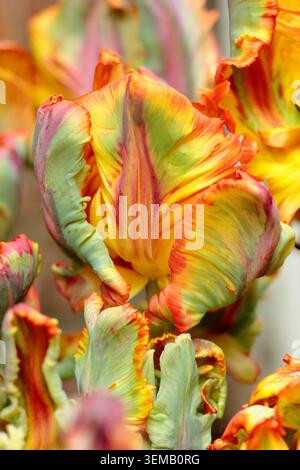 Tulipa Rasta Parrot fiori di tulipani con caratteristici petali ricciolati e multicolori. Gruppo pappagallo tulipano. Foto Stock