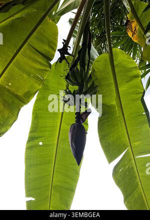 Fioritura di banane appesa sotto un gruppo di giovani banane verdi circondate da grandi foglie tropicali di banane. Foto Stock