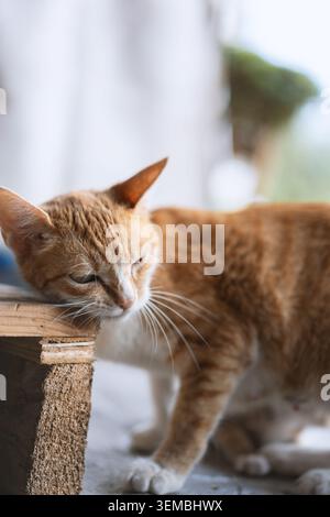 Gatto da tavola allo zenzero che poggia la testa su una superficie in legno, luce naturale soffusa, profondità di campo ridotta, Foto Stock