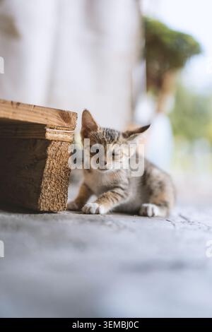 Adorabile gattino che poggia accanto a una cassa di legno su pavimento in cemento, luce naturale soffusa e poco profonda Foto Stock