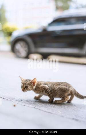Gattino vagabondo che cammina con prudenza su strada urbana con auto sfocata sullo sfondo Foto Stock