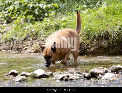 giovane pastore belga che cammina nella natura Foto Stock