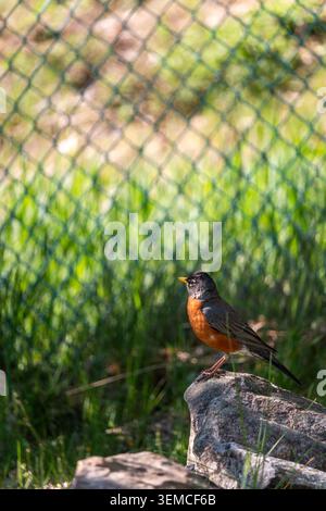 robin americano, Turdus migratorius, appollaiato su una roccia Foto Stock