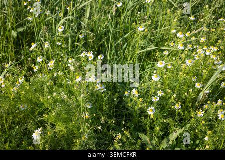 Primo piano di cespugli di camomilla selvatica con fiori bianchi medicinali che crescono tra l'erba verde in un prato estivo. Sfondo naturale e dettagliato Foto Stock