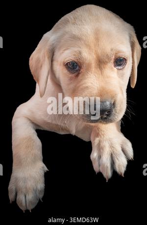 Cucciolo Labrador di 6 settimane Foto Stock