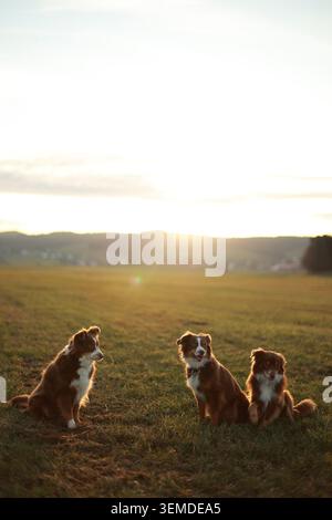 Tre pastori australiani alla luce dell'ora d'oro Foto Stock