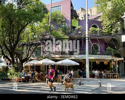 Le persone si siedono nei caffè marciapiedi mentre una donna cammina il suo cane attraverso una strada alberata a Condesa, città del Messico, Messico Foto Stock