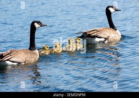 Lake Sammamish State Park, Issaquah, Washington, Stati Uniti. Oche del Canada con entrambi i genitori che nuotano nel lago Foto Stock