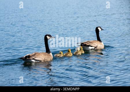 Lake Sammamish State Park, Issaquah, Washington, Stati Uniti. Oche del Canada con entrambi i genitori che nuotano nel lago Foto Stock