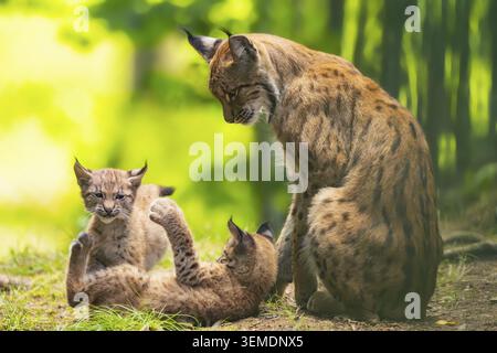 Lince eurasiatica (lince lince) madre con i suoi giovani (cuccioli) in una foresta, Baviera, Germania Foto Stock
