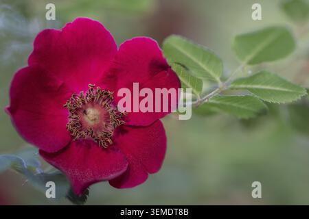 Rosa mandarina (Rosa moyesii), Emsland, bassa Sassonia, Germania Foto Stock