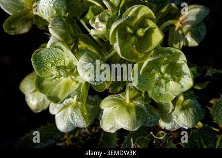 Helleborus argutifolius. Fiori verdi pallidi a forma di ciotola, larghi 4-5 cm, si trovano in grandi gruppi aperti, da metà inverno a metà primavera. Foto Stock