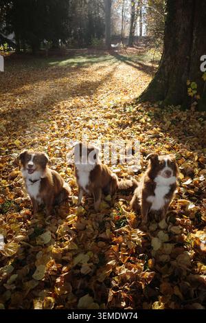 Tre cani sul percorso delle foglie d'autunno Foto Stock