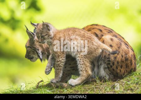 Lince eurasiatica (lince lince) madre con i suoi giovani (cuccioli) in una foresta, Baviera, Germania Foto Stock