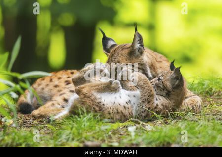 Lince eurasiatica (lince lince) madre con i suoi giovani (cuccioli) in una foresta, Baviera, Germania Foto Stock