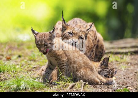 Lince eurasiatica (lince lince) madre con i suoi giovani (cuccioli) in una foresta, Baviera, Germania Foto Stock