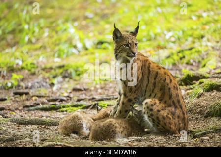 Lince eurasiatica (lince lince) madre con i suoi giovani (cuccioli) in una foresta, Baviera, Germania Foto Stock