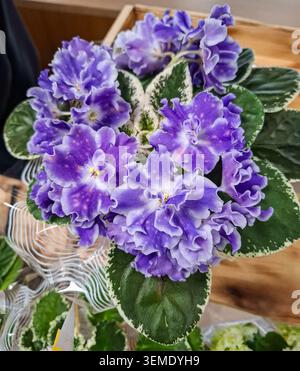 Una fiorente viola africana si erge con vivaci fiori viola che hanno bordi bianchi arricciati. La pianta presenta foglie verdi e bianche variegate. C Foto Stock