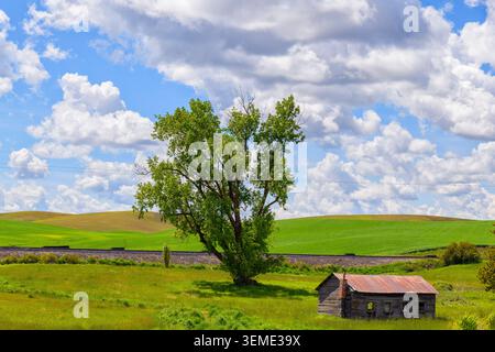 Casa in legno adandonata lungo il Palouse, Washington Foto Stock