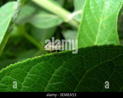 Foto macro con profilo laterale di un insetto con scudo testurizzato (Pentatomidae) arroccato sul bordo dentellato di una foglia verde brillante Foto Stock