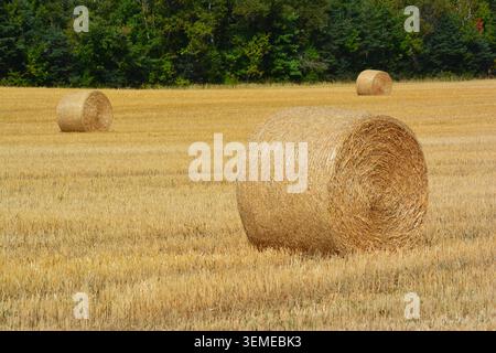 Vista dettagliata di una balla di fieno rotonda in un campo dorato con sfondo della foresta Foto Stock