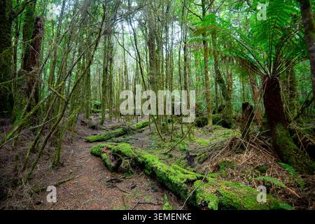 Passeggiata alle Cascate del filosofo a Waratah - Tasmania Foto Stock