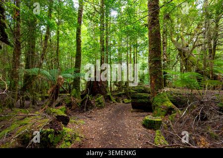 Passeggiata alle Cascate del filosofo a Waratah - Tasmania Foto Stock