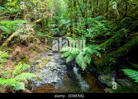 Passeggiata alle Cascate del filosofo a Waratah - Tasmania Foto Stock