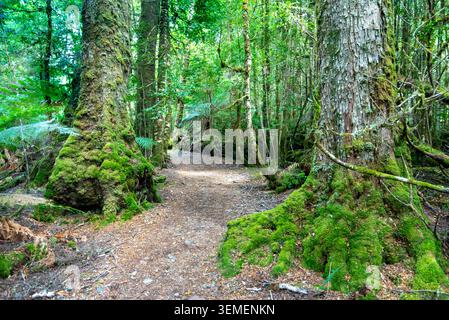 Passeggiata alle Cascate del filosofo a Waratah - Tasmania Foto Stock