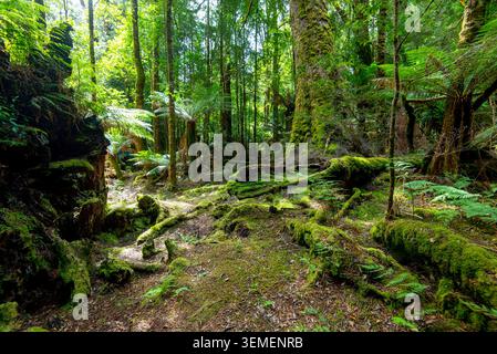 Passeggiata alle Cascate del filosofo a Waratah - Tasmania Foto Stock