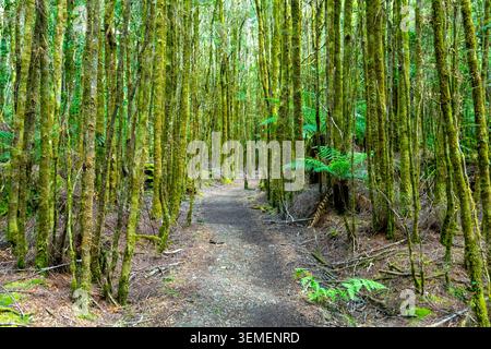 Passeggiata alle Cascate del filosofo a Waratah - Tasmania Foto Stock