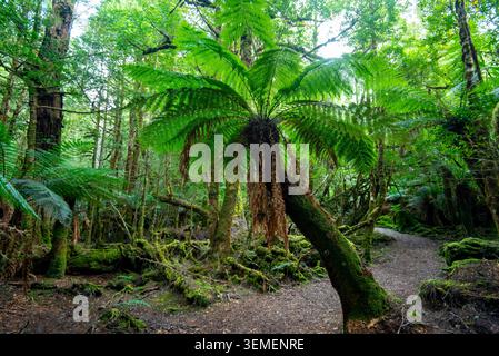Passeggiata alle Cascate del filosofo a Waratah - Tasmania Foto Stock