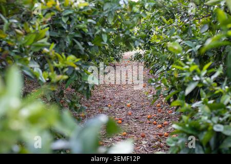Ammira una fila di aranci in un frutteto produttivo. Le arance cadute sul terreno evidenziano la coltivazione agricola, i cicli di raccolta e le comme Foto Stock