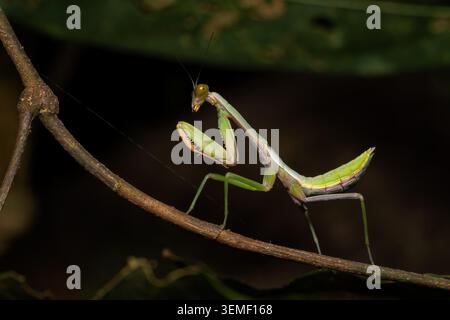 Mantis gigante della foresta pluviale - Hierodula majuscula, splendido insetto iconico originario delle foreste pluviali del nord dell'Australia, Queensland. Foto Stock