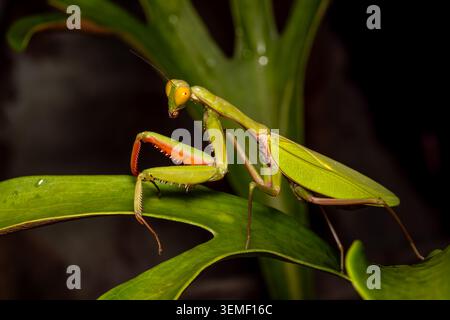 Mantis gigante della foresta pluviale - Hierodula majuscula, splendido insetto iconico originario delle foreste pluviali del nord dell'Australia, Queensland. Foto Stock