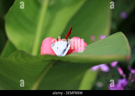 Piccola farfalla bianca di cavolo su un fiore in primo piano, alto Adige, Italia Foto Stock