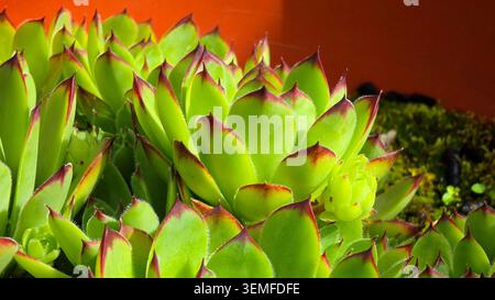 Le piante comuni di Sempervivum tectorum, raggruppate, presentano foglie verdi carnose appuntite con punte rosse scure che crescono accanto al muschio in un'argilla Foto Stock