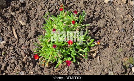 Una vibrante e resistente pianta di ghiaccio Delosperma cooperi presenta foglie verdi carnose e fiori rossi vivaci simili a margherita piantati in un ricco terreno da giardino scuro durante Foto Stock