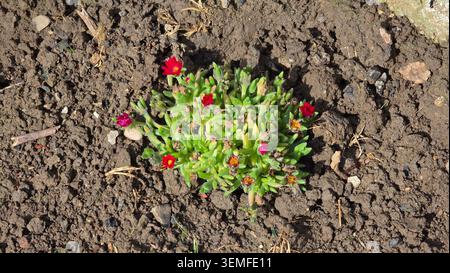 Una pianta di ghiaccio in fiore e resistente Delosperma cooperi succulenta mostra piccoli fiori rossi simili a margherita e foglie verdi cilindriche all'interno di un terreno coltivato scuro Foto Stock