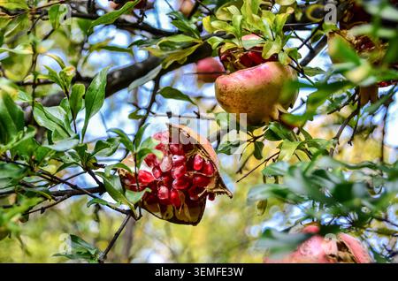 Primo piano di un melograno spaccato con semi rossi luminosi sull'albero tra foglie verdi, raccolta naturale e frutta fresca. Foto Stock
