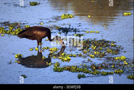 Mohrenklaffschnabel, Anastomus lamelligerus, South Luangwa Nationalpark, Sambia; African openbill Stork, South Luangwa National Park, Zambia Foto Stock