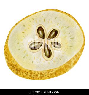 Illustrazione ad acquerello di una fetta di pera con fossa. Pera matura. Frutta. Ideale per imballaggi alimentari, etichette, poster di mercato, tessuti e prodotti a tema mietitura Foto Stock