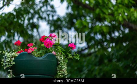 Fiori di geranio rosso in un vaso, primo piano. fiori di geranio Foto Stock