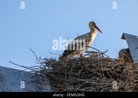 L'immagine mostra una cicogna bianca (Ciconia ciconia) in cima al suo nido, un grande uccello che può raggiungere i 115 cm di altezza, Aveiro, Portogallo. Foto Stock