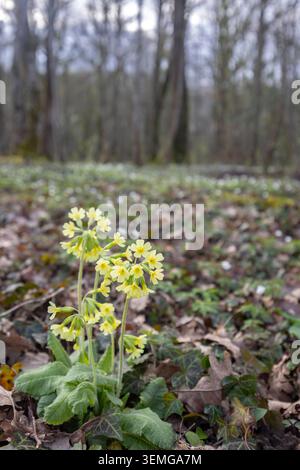 Fiori di vacca selvatici che fioriscono tra foglie secche e edera verde in una foresta primaverile Foto Stock