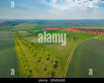 Vista aerea alla scoperta di colorati campi agricoli e file di alberi che modellano la campagna ondulata Foto Stock