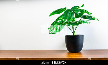 Pianta verde interna in vaso nero su tavolo in legno contro parete bianca, arredamento moderno e concetto di stile di vita per spazi interni puliti oggi Foto Stock
