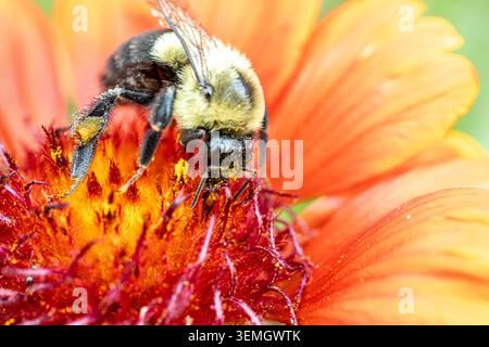 Un bombo (Bombus) che si nutre a testa in giù su un fiore rosso di Gaillardia, primo piano estremo, Arkansas, USA. Foto Stock