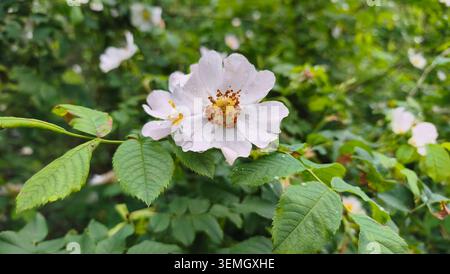 Primo piano di delicate rose bianche selvatiche che fioriscono in natura Foto Stock